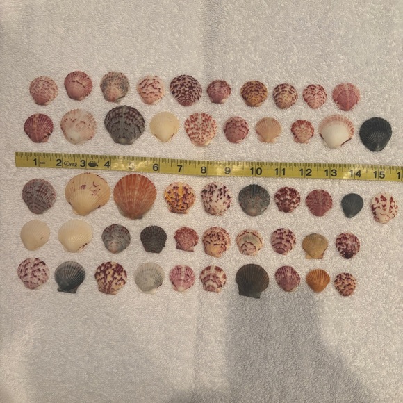 sea shells | Other | 5 Sanibel Island Scallop Shells Assortedshell ...